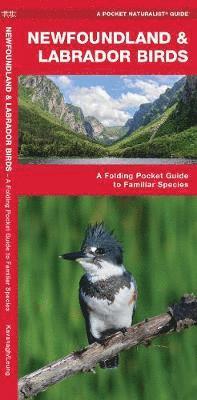 Cover for James Kavanagh · Newfoundland &amp; Labrador Birds: A Folding Pocket Guide to Familiar Species - Wildlife and Nature Identification (Pamphlet) (2019)