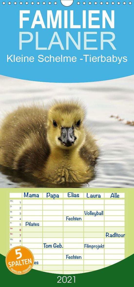 Cover for Düll · Kleine Schelme - Tierbabys - Famil (Buch)