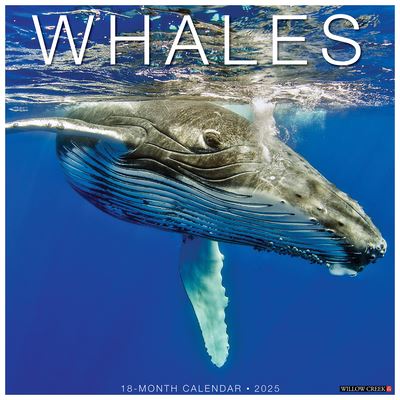 Willow Creek Press · Whales 2025 12 X 12 Wall Calendar (Kalender) (2024)