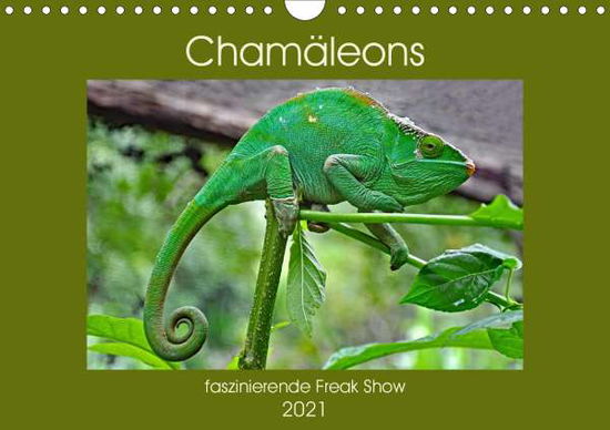 Cover for Edel · Chamäleons - faszinierende Freak S (Book)