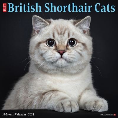Willow Creek Press · British Shorthair Cats 2024 12 X 12 Wall Calendar (Kalender) (2023)