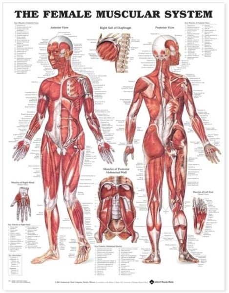 Cover for Anatomical Chart Com · The Female Muscular System Anatomical Chart (Map) (2003)