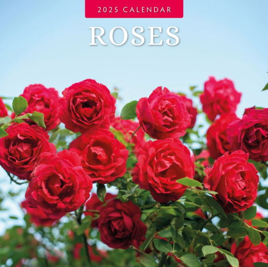 Red Robin · Roses 2025 Square Wall Calendar (Paperback Book) (2024)