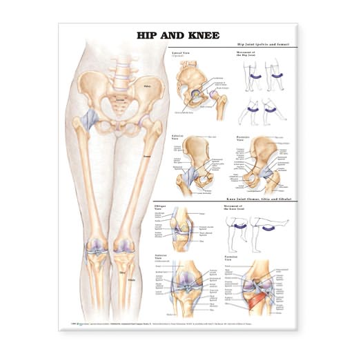 Hip and Knee Anatomical Chart - Anatomical Chart Com - Books - Anatomical Chart Co. - 9781587798658 - December 21, 2004