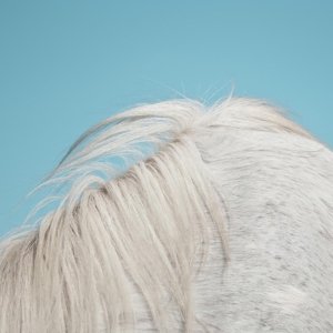 Cover for Widowspeak · All Yours (CD) (2015)