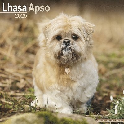 Cover for Lhasa Apso Calendar 2025 Square Dog Breed Wall Calendar - 16 Month (Kalender) (2024)