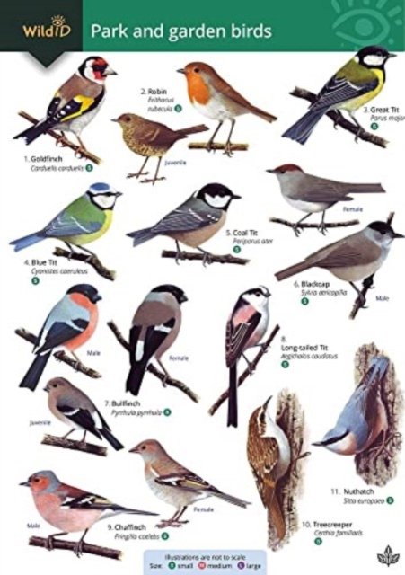 Cover for Rebecca Farley-Brown · Park and garden birds (Paperback Book) (2021)