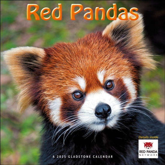 Cover for Gladstone Media · Red Pandas Square Wall Calendar 2025 (Paperback Book) (2024)