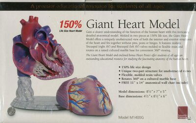 Cover for Scientific Publishing · Healthy Heart: Giant Anatomical Model (MERCH) (2010)