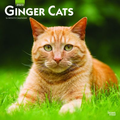 Cover for Browntrout · Ginger Cats 2023 Square (Calendar) (2022)