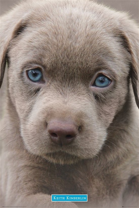 Cover for Keith Kimberlin · Keith Kimberlin - Puppies Blue Eyes (poster Maxi 61x915 Cm) (MERCH)