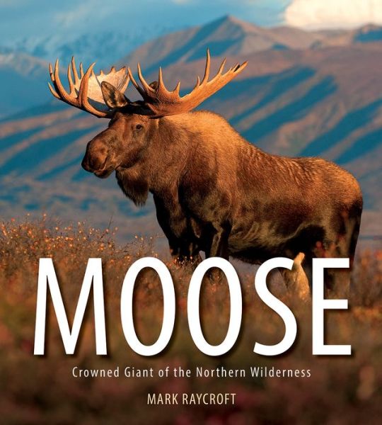 Moose: Crowned Giant of the Northern Wilderness - Mark Raycroft - Książki - Firefly Books Ltd - 9781770859661 - 1 września 2017