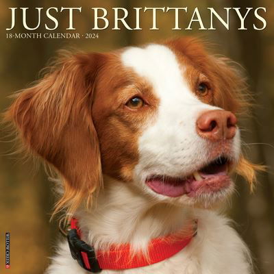 Cover for Willow Creek Press · Just Brittanys 2024 12 X 12 Wall Calendar (Kalender) (2023)
