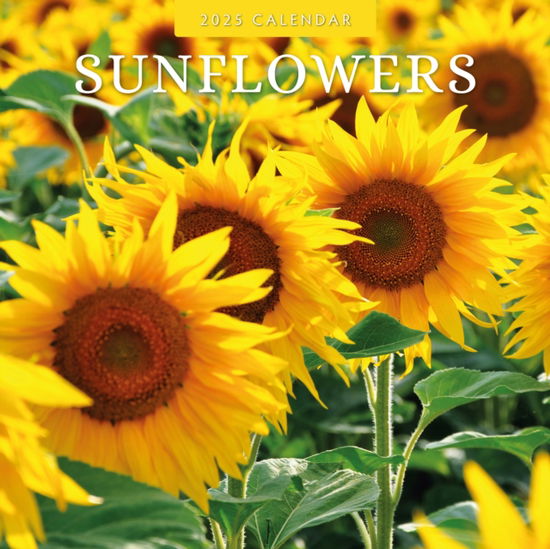 Cover for Red Robin · Sunflowers 2025 Square Wall Calendar (Paperback Book) (2024)