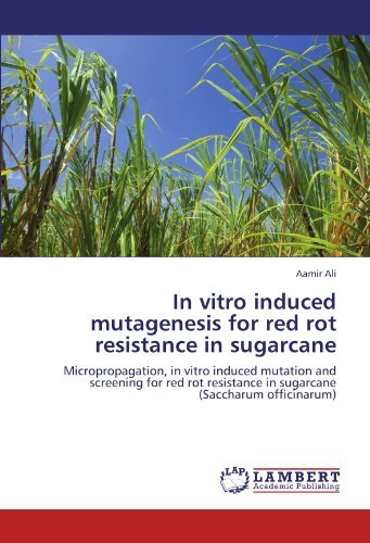 Cover for Aamir Ali · In Vitro Induced Mutagenesis for Red Rot Resistance in Sugarcane: Micropropagation, in Vitro Induced Mutation and Screening for Red Rot Resistance in Sugarcane (Saccharum Officinarum) (Paperback Bog) (2012)