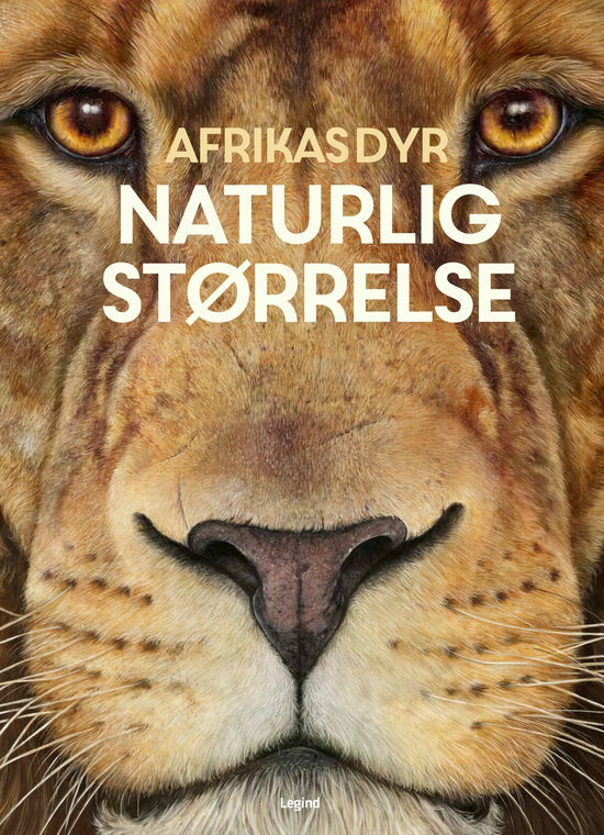 Holger Haag · Afrikas dyr - i naturlig størrelse (Bound Book) [1. Painos] (2024)