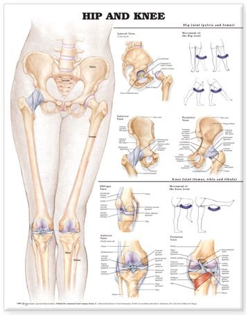 Cover for Anatomical Chart Com · Hip and Knee Anatomical Chart (Map) (2004)
