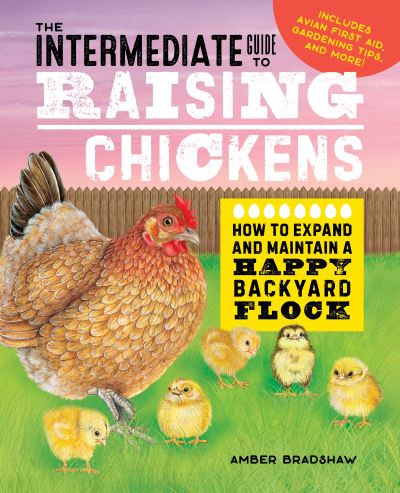 Cover for Amber Bradshaw · The Intermediate Guide to Raising Chickens (Paperback Book) (2021)