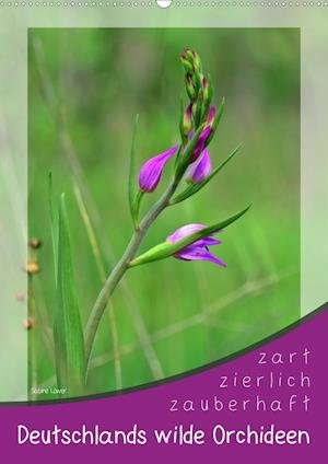 Cover for Löwer · Deutschlands wilde Orchideen (Wan (Book)