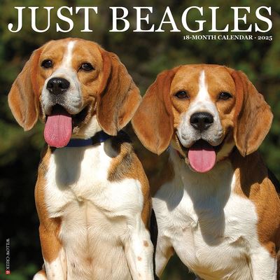 Cover for Willow Creek Press · Just Beagles 2025 12 X 12 Wall Calendar (Calendar) (2024)