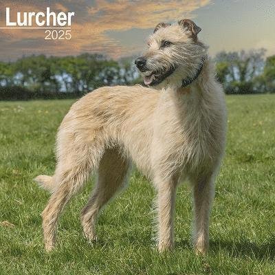Cover for Lurcher Calendar 2025 Square Dog Breed Wall Calendar - 16 Month (Kalender) (2024)