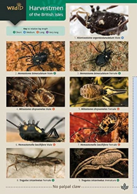 Harvestmen of the British Isles - Paul Richards - Books - Field Studies Council - 9781908819666 - July 22, 2022