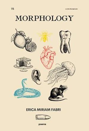 Cover for Erica Miriam Fabri · Morphology (Paperback Bog) (2025)