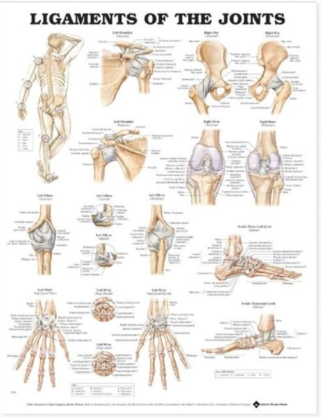 Cover for Anatomical Chart Com · Ligaments of the Joints Anatomical Chart (Map) (2004)
