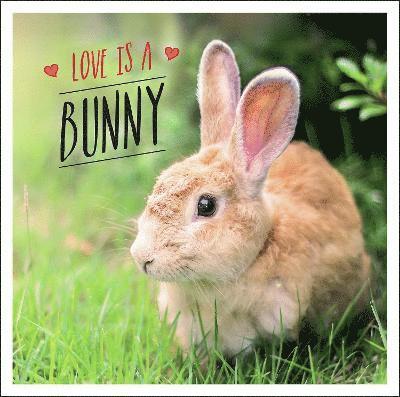 Cover for Charlie Ellis · Love is a Bunny: A Bun-derful Celebration of the World's Cutest Rabbits (Gebundenes Buch) (2023)