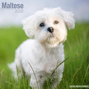 Cover for Maltese Calendar 2026  Square Dog Breed Wall Calendar - 16 Month (Calendar) (2025)