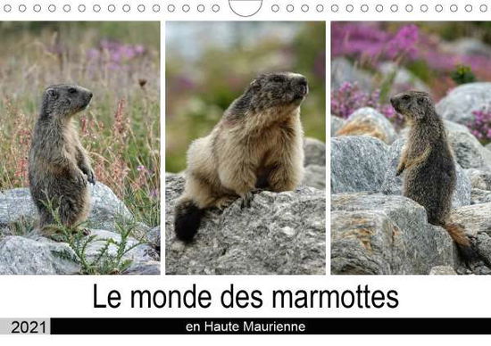 Cover for Denis · Le monde des marmottes en Haute M (Book)