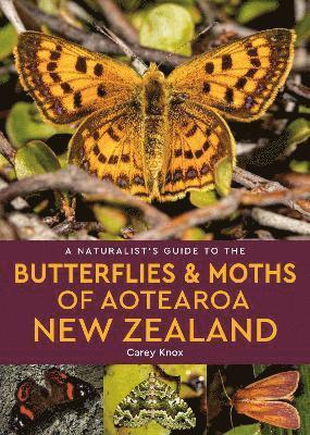 Cover for Carey Knox · A Naturalist's Guide to the Butterflies &amp; Moths of Aotearoa New Zealand - Naturalists' Guides (Paperback Book) (2024)