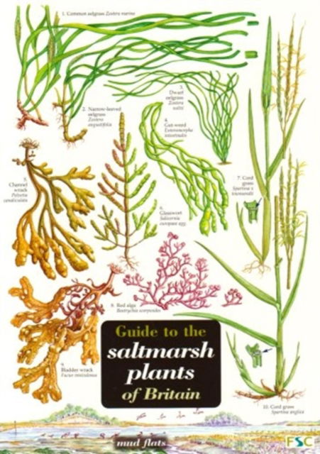 Cover for Guide to the Saltmarsh Plants of Britain (Map) (1999)