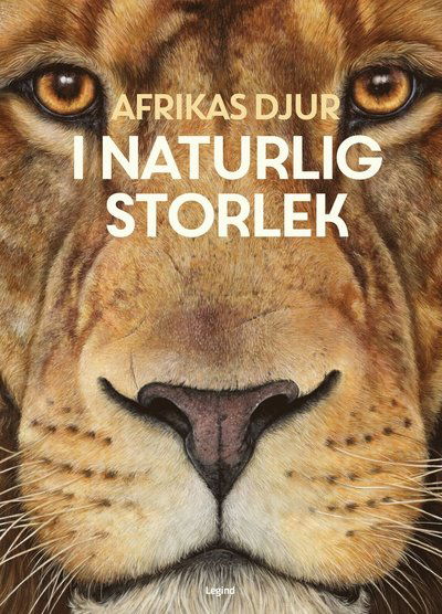 Afrikas djur : i naturlig storlek - Holger Haag - Książki - Legind A/S - 9788775377671 - 18 października 2024