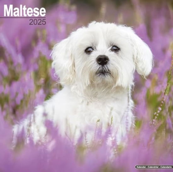 Cover for Maltese Calendar 2025  Square Dog Breed Wall Calendar - 16 Month (Calendar) (2024)