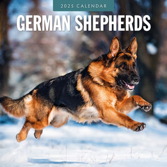 Cover for Red Robin · German Shepherds 2025 Square Wall Calendar (Paperback Book) (2024)