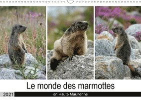 Cover for Denis · Le monde des marmottes en Haute M (Buch)