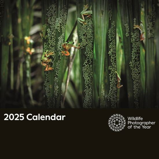 Cover for Portico Designs Ltd · Wildlife Photographer of the Year Square Wall Calendar 2025 (Taschenbuch) (2024)