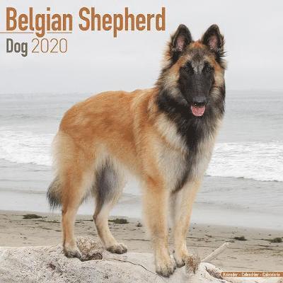 Kal. Belgian Shepherd Dog - Belgischer - Avonside Publishing Ltd - Kirjat - Avonside Publishing Ltd - 9781785805677 - maanantai 1. heinäkuuta 2019