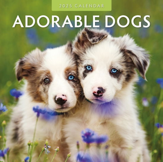 Cover for Red Robin Publishing Ltd. · Adorable Dogs 2025 Square Wall Calendar (Pocketbok) (2024)