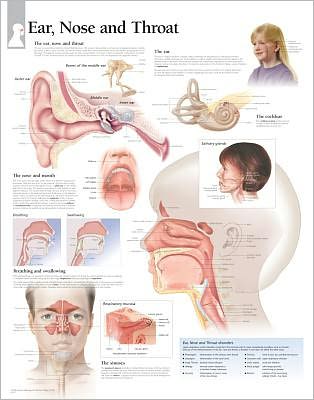 Cover for Scientific Publishing · Ear, Nose &amp; Throat Laminated Poster (Poster) (2024)