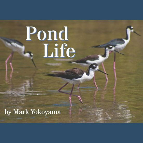 Mark Yokoyama · Pond Life (Paperback Book) (2020)