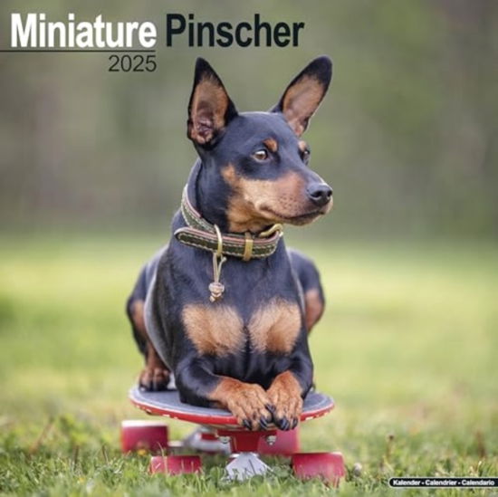 Cover for Miniature Pinscher Calendar 2025  Square Dog Breed Wall Calendar - 16 Month (Calendar) (2024)