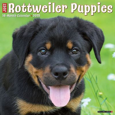 Cover for Willow Creek Press · Just Rottweiler Puppies 2025 12 X 12 Wall Calendar (Kalender) (2024)