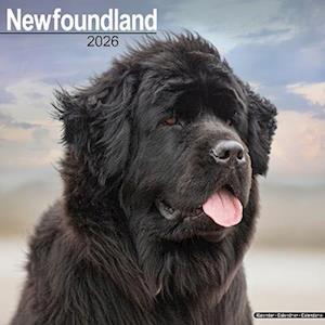 Cover for Newfoundland Calendar 2026  Square Dog Breed Wall Calendar - 16 Month (Calendar) (2025)