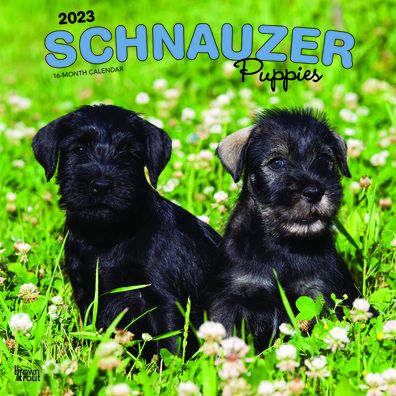 Cover for Browntrout · Schnauzer Puppies 2023 Square (Calendar) (2022)