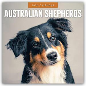 Cover for Red Robin · Australian Shepherds 2026 Square Wall Calendar (Paperback Book) (2025)