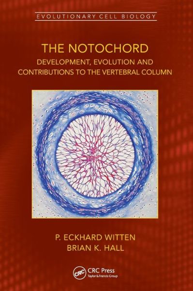 Cover for Witten, P. Eckhard (Ghent University, Belgium) · The Notochord: Development, Evolution and contributions to the vertebral column - Evolutionary Cell Biology (Paperback Book) (2024)