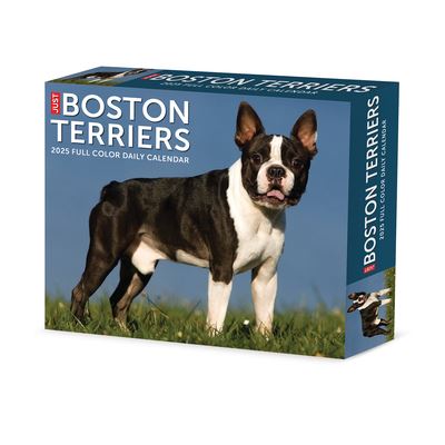 Willow Creek Press · Boston Terriers 2025 6.2 X 5.4 Box Calendar (Calendar) (2024)