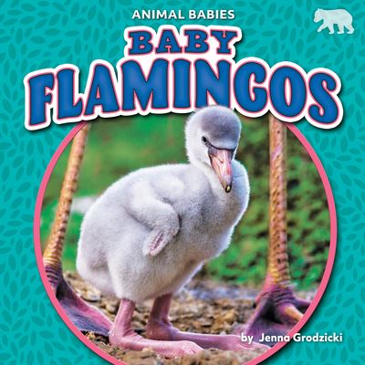 Cover for Jenna Grodzicki · Baby Flamingos (Hardcover Book) (2021)